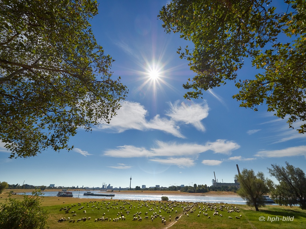 Rhein, Rheinwiesen, Schafe und Skyline von Düsseldorf-Heerdt aus 180806-05.jpg