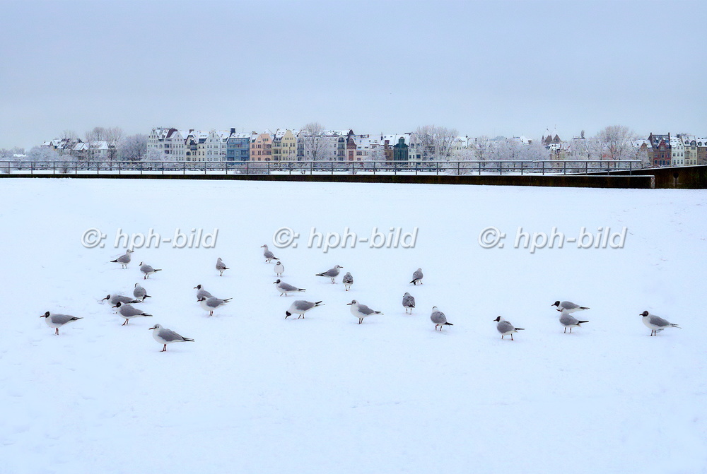 Winter in Düsseldorf
Burgplatz - Blick auf Oberkassel 16-037.jpg
