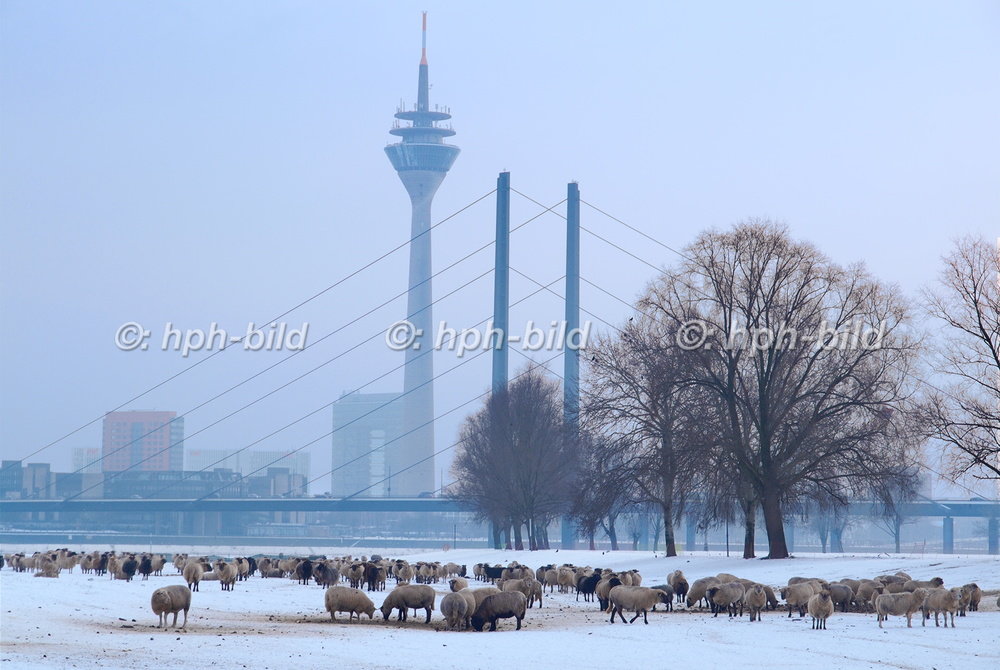 Winter in Düsseldorf
Rheinwiesen mit Schafen und Kniebrücke 13-021.jpg