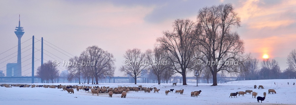 Winter in Düsseldorf
Rheinwiesen Oberkassel mit Schafen DL 13-030.JPG