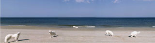 Panorama-Movie Weststrand bei List auf Sylt